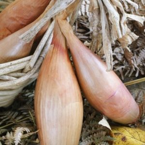 Échalote en motte x12