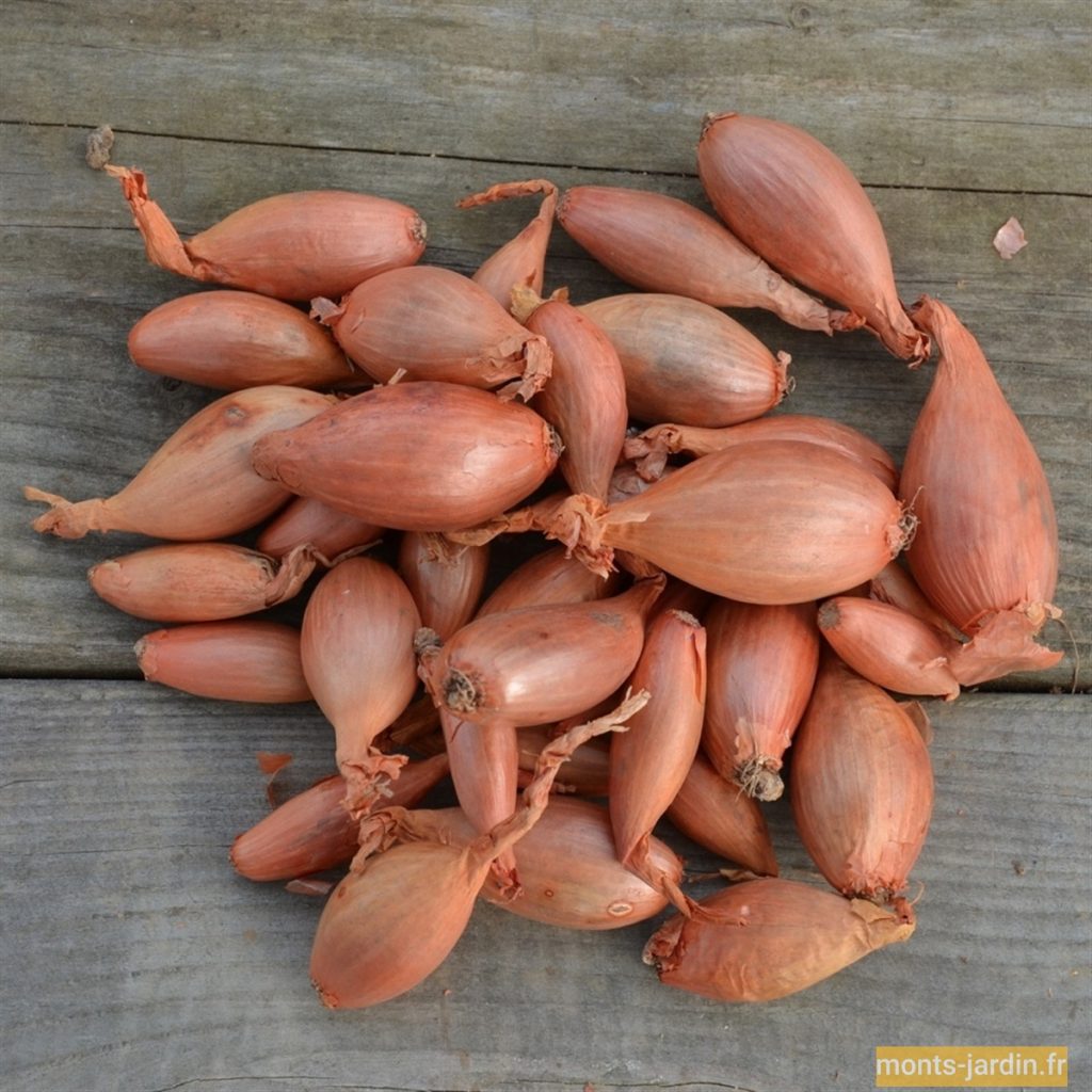 Echalote longue Monts Jardin