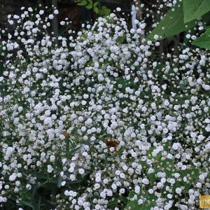Gypsophile blanc