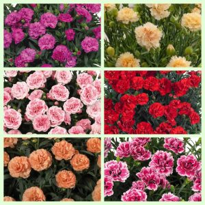 Œillet de fleuriste