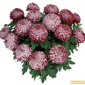 Chrysanthème violet grosses fleurs