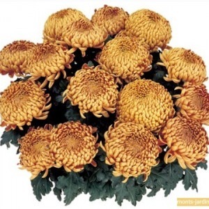 Chrysanthème cuivre grosses fleurs
