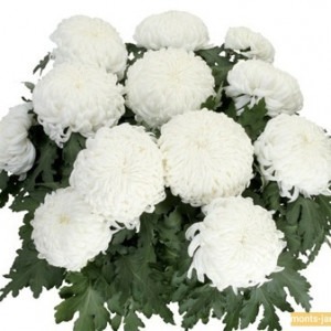 Chrysanthème blanc grosses fleurs