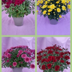 Mini chrysanthème