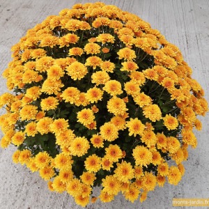 Chrysanthème multifleur orange clair