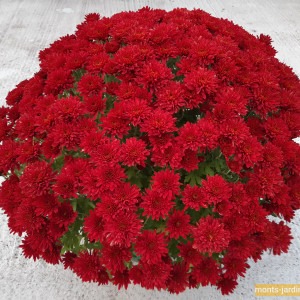 Chrysanthème multifleur rouge