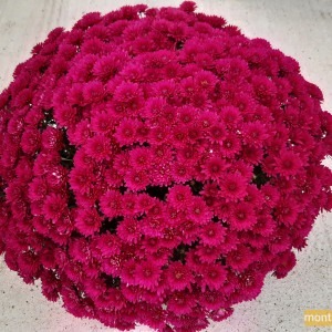 Chrysanthème multifleur violet