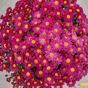 Chrysanthème multifleur violet à cœur jaune