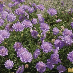 Scabieuse columbaria mariposa