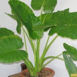 Alocasia