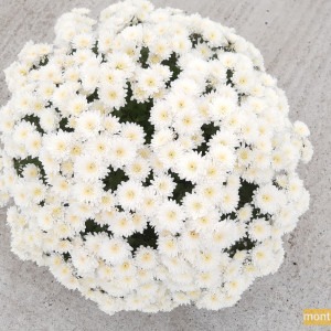 Chrysanthème multifleur blanc