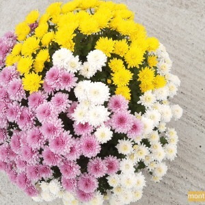 Chrysanthème multifleur 3 couleurs (blanc/jaune/rose)