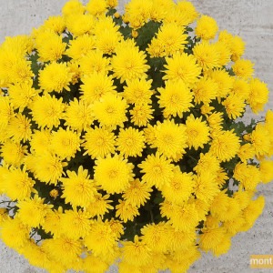 Chrysanthème multifleur jaune
