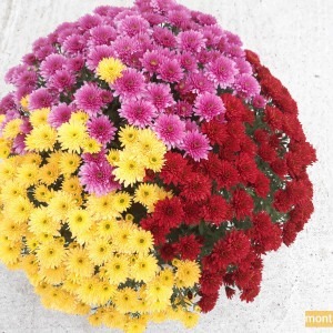 Chrysanthème multifleur 3 couleurs (jaune/rouge/rose)
