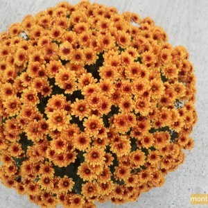 Chrysanthème multifleur orange à cœur rouge