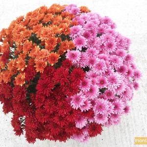 Chrysanthème multifleur 3 couleurs (orange/rouge/rose)