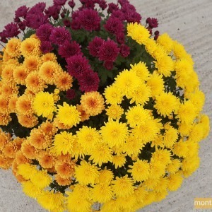 Chrysanthème multifleur 3 couleurs (jaune/orange/violet)