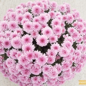 Chrysanthème multifleur rose