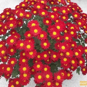 Chrysanthème multifleur rouge à cœur jaune