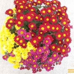 Chrysanthème multifleur 3 couleurs (rouge à cœur jaune/violet à cœur jaune/jaune)