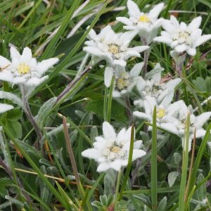 Edelweiss (leontopodium alpine sensation)