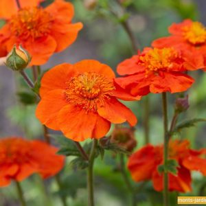 Geum coccinum koi orange