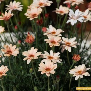 Rhodenthemum zagora orange