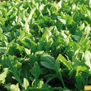 Roquette sauvage x12