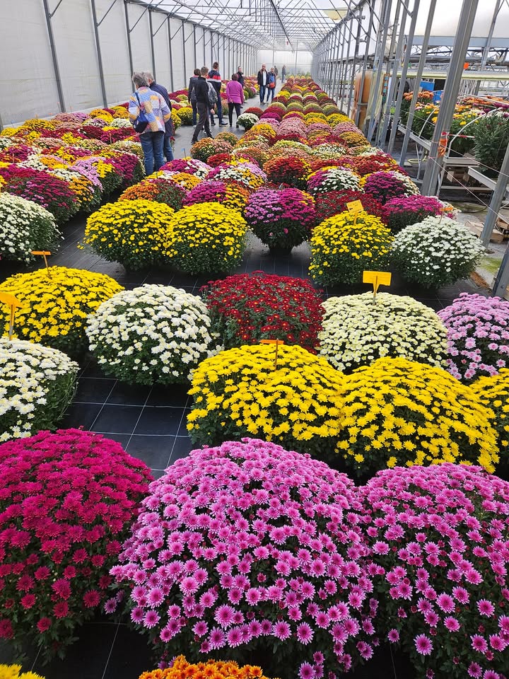 Ets Horticole Desfarges François, monts-jardin.fr