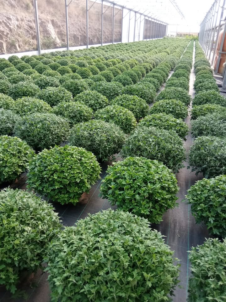 Ets Horticole Desfarges François, monts-jardin.fr