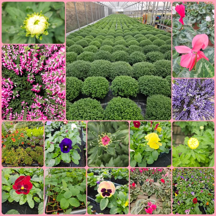 Ets Horticole Desfarges François, monts-jardin.fr